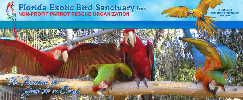 florida exotic bird sanctuary inc nonprofit in hudson fl florida exotic bird sanctuary inc nonprofit in hudson fl