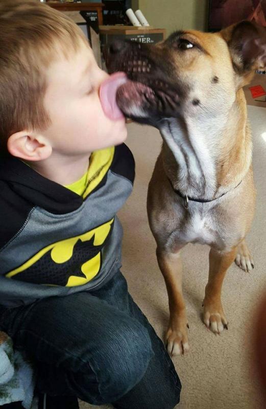 adopt me animal rescue nonprofit in madison wi adopt me animal rescue nonprofit in madison wi