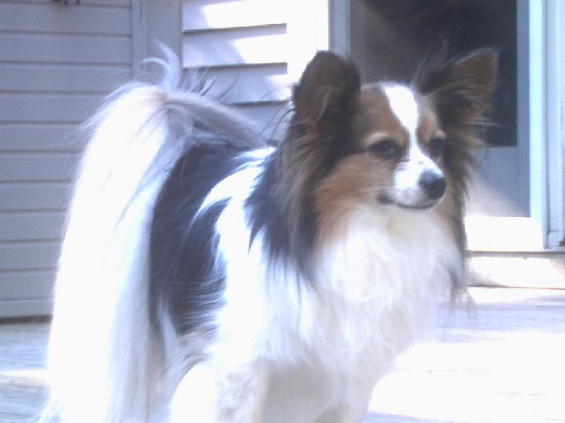 PronePapillon Rescue of the North East nonprofit in Sandown, NH