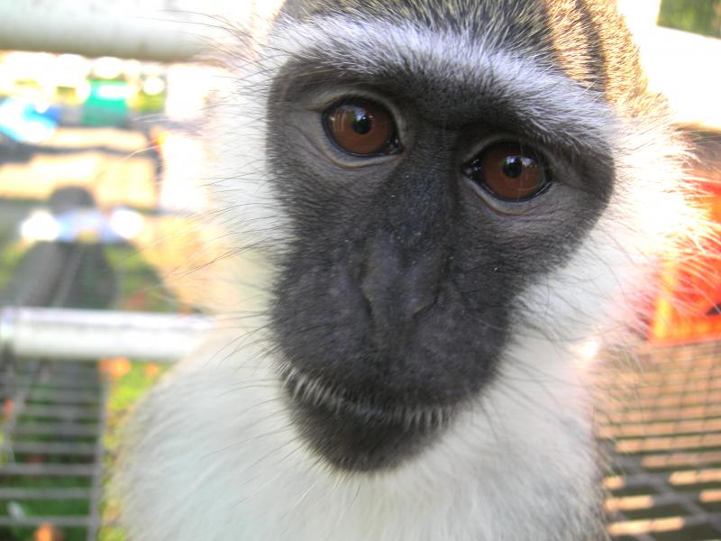 Primate Rescue Center nonprofit in Nicholasville, KY Volunteer, Read