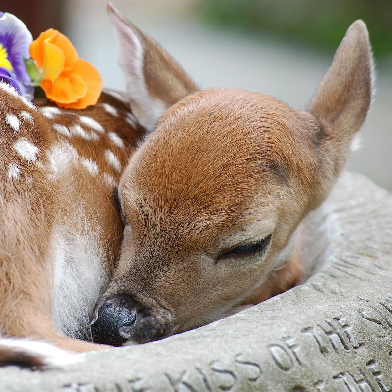 Antler Ridge Wildlife Sanctuary nonprofit in Newton, NJ Volunteer