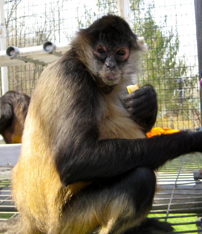 Primate Rescue Center nonprofit in Nicholasville, KY Volunteer, Read