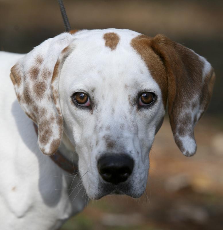 Humane Society of South Coastal Inc nonprofit in Brunswick, GA