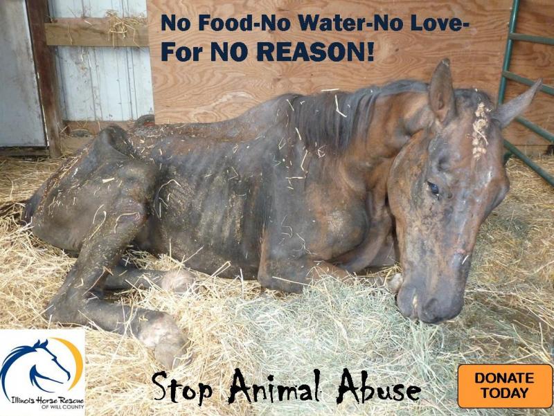 Illinois Horse Rescue of Will County nonprofit in Beecher, IL