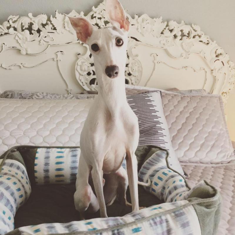 Texas Italian Greyhound Rescue Inc nonprofit in Richardson, TX
