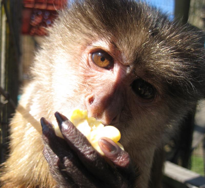 Primate Rescue Center nonprofit in Nicholasville, KY Volunteer, Read