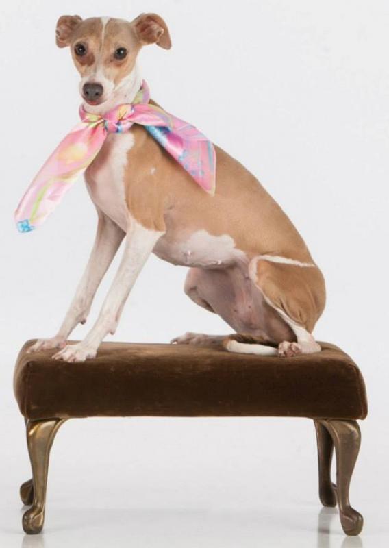 Texas Italian Greyhound Rescue Inc nonprofit in Richardson, TX