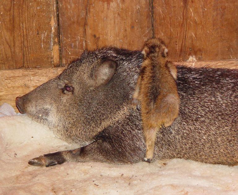 Tucson Wildlife Center nonprofit in Tucson, AZ | Volunteer, Read