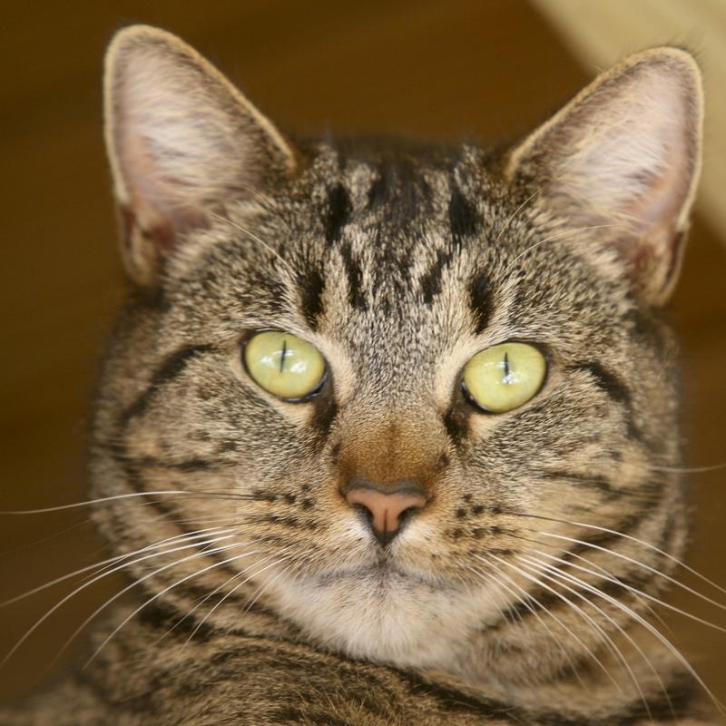 Humane Society of South Coastal Inc nonprofit in Brunswick, GA