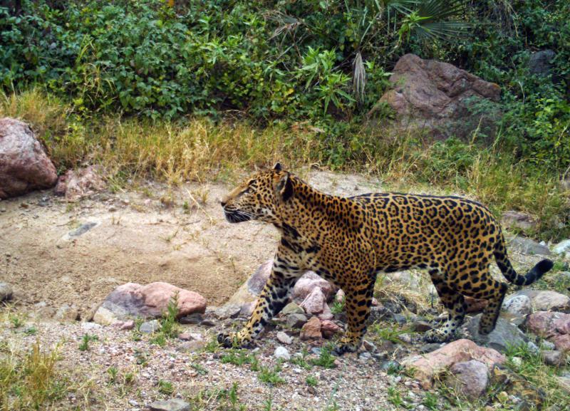 Northern Jaguar Project nonprofit in Tucson, AZ Volunteer, Read