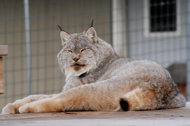 The Wildcat Sanctuary nonprofit in Sandstone, MN Volunteer, Read
