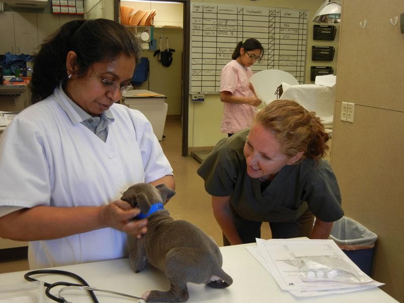 Animal Humane New Mexico nonprofit in Albuquerque, NM Volunteer, Read