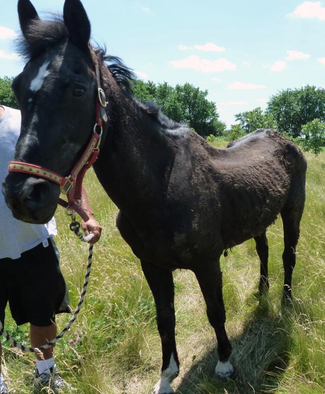 Illinois Horse Rescue of Will County nonprofit in Beecher, IL