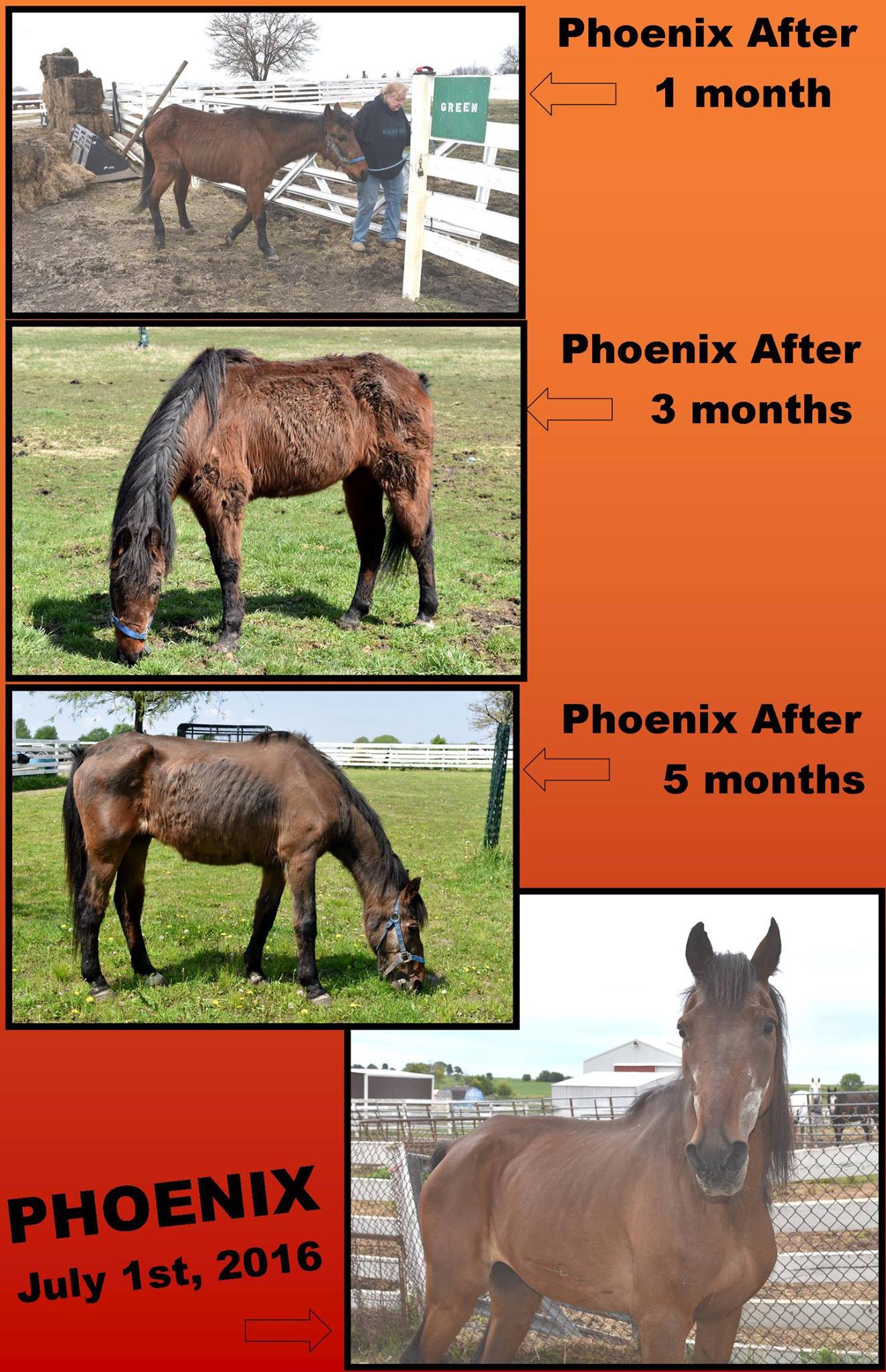 Illinois Horse Rescue of Will County nonprofit in Beecher, IL