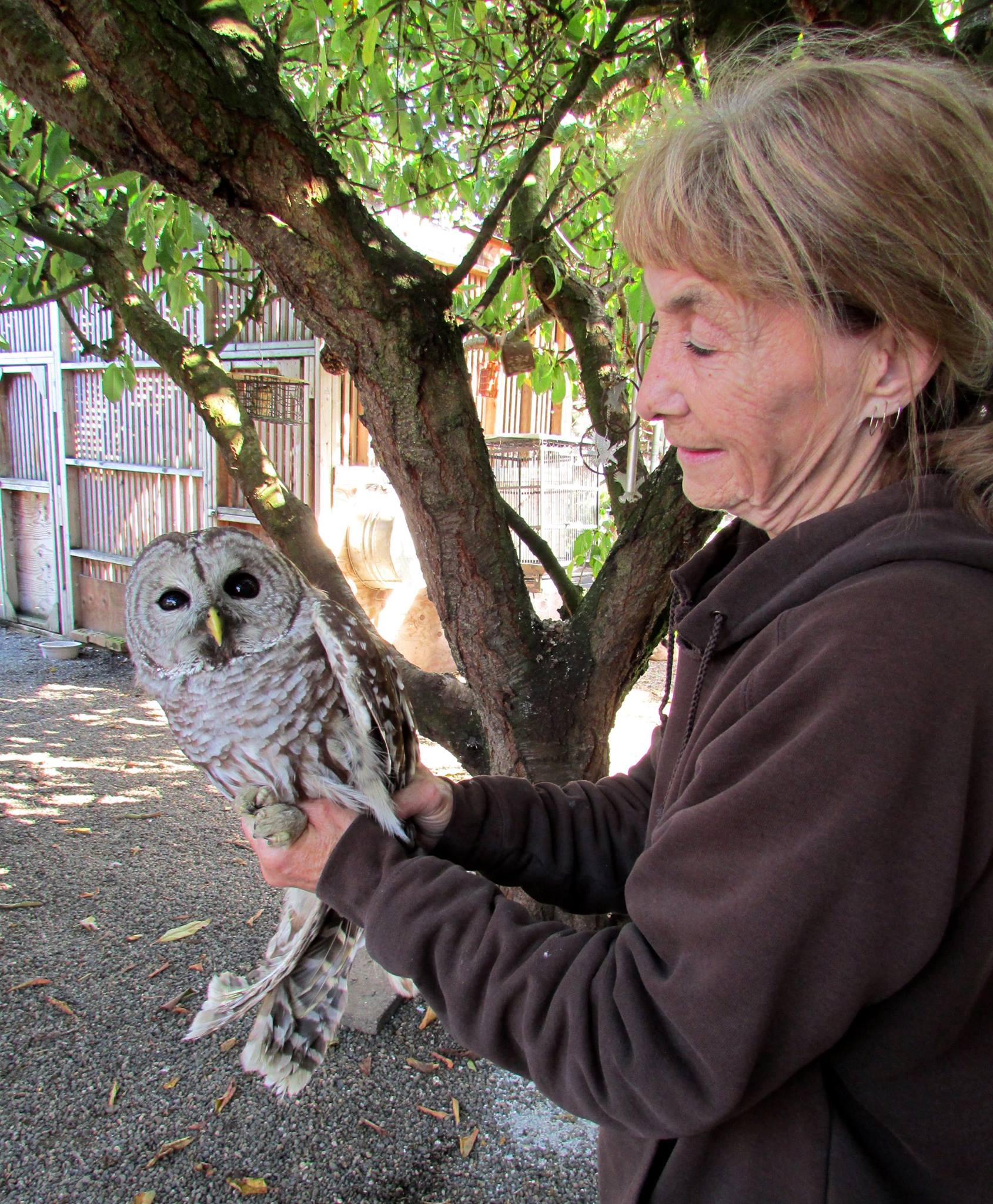 northwest raptor wildlife center nonprofit in sequim wa northwest raptor wildlife center nonprofit in sequim wa
