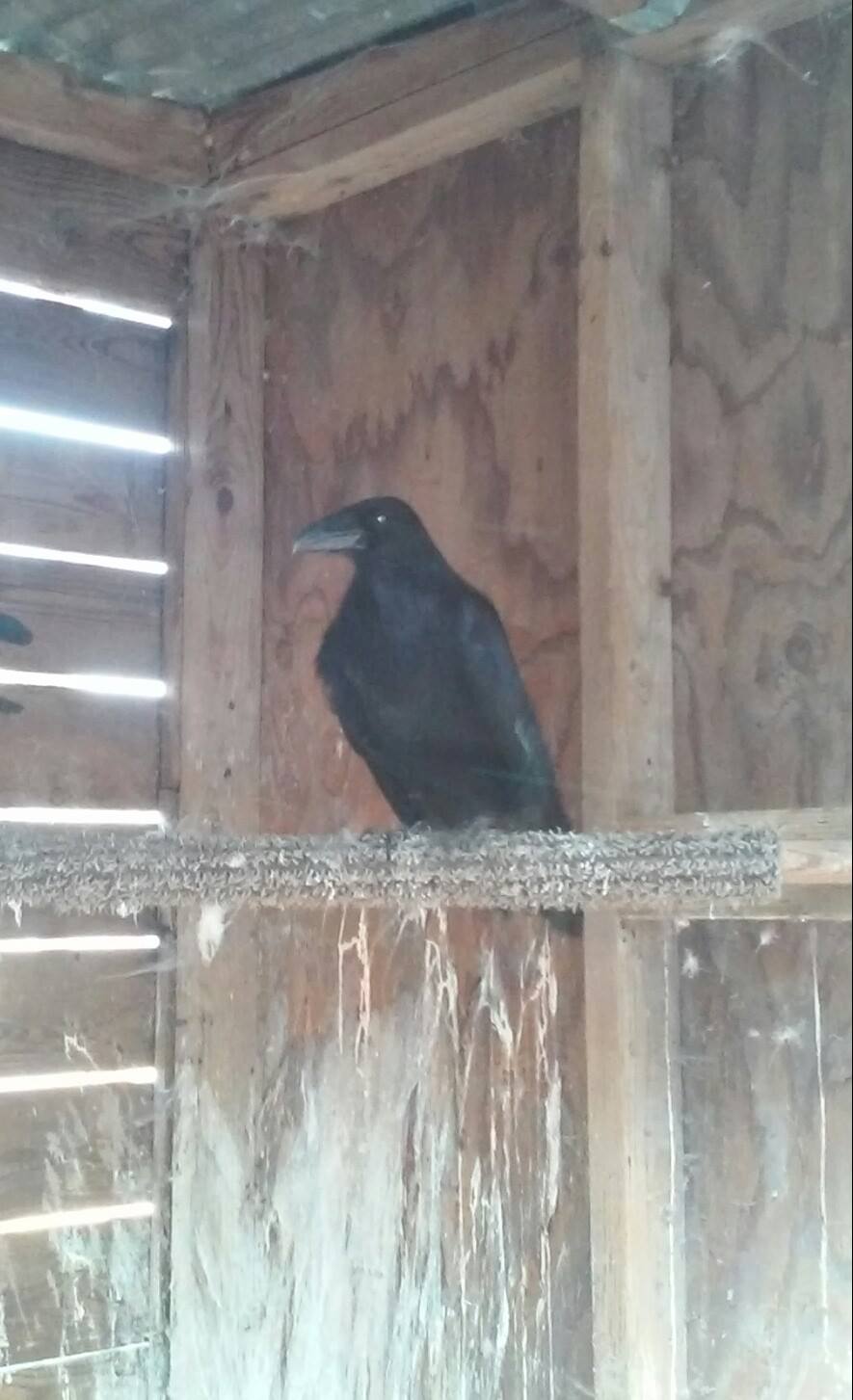 northwest raptor wildlife center nonprofit in sequim wa northwest raptor wildlife center nonprofit in sequim wa