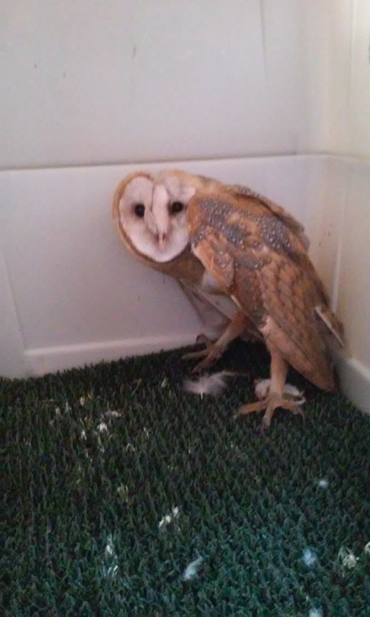 northwest raptor wildlife center nonprofit in sequim wa northwest raptor wildlife center nonprofit in sequim wa