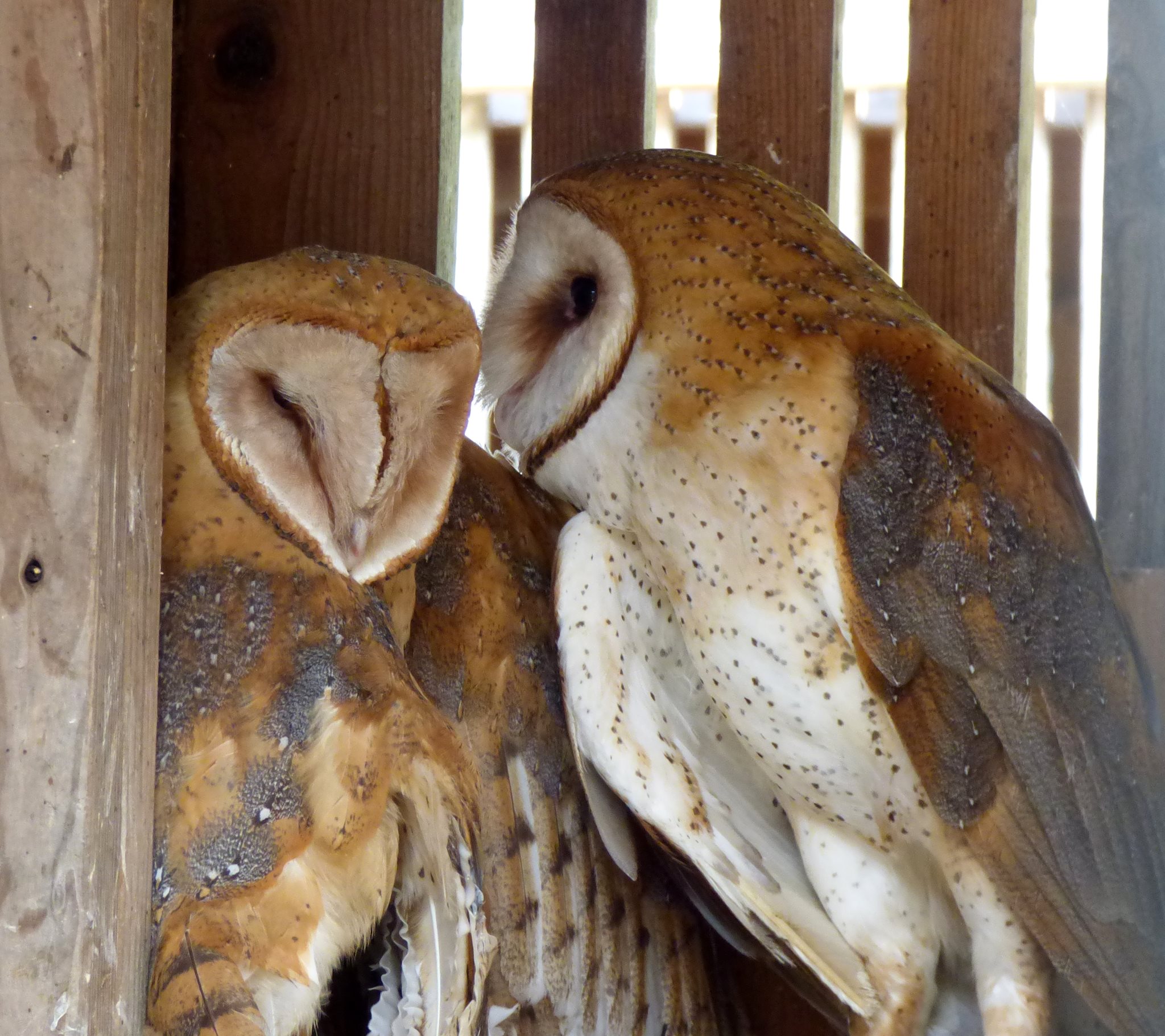 northwest raptor wildlife center nonprofit in sequim wa northwest raptor wildlife center nonprofit in sequim wa