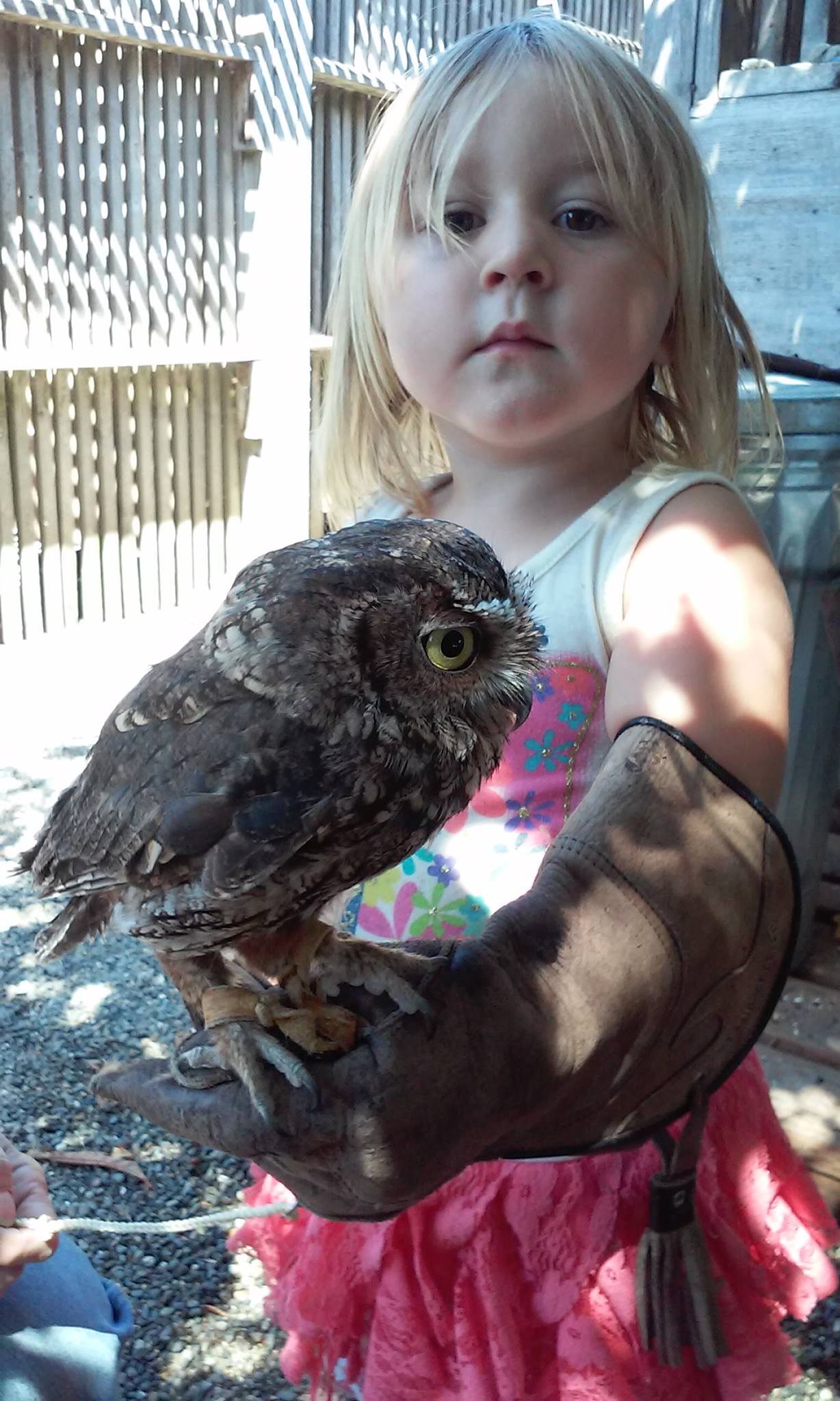 northwest raptor wildlife center nonprofit in sequim wa northwest raptor wildlife center nonprofit in sequim wa