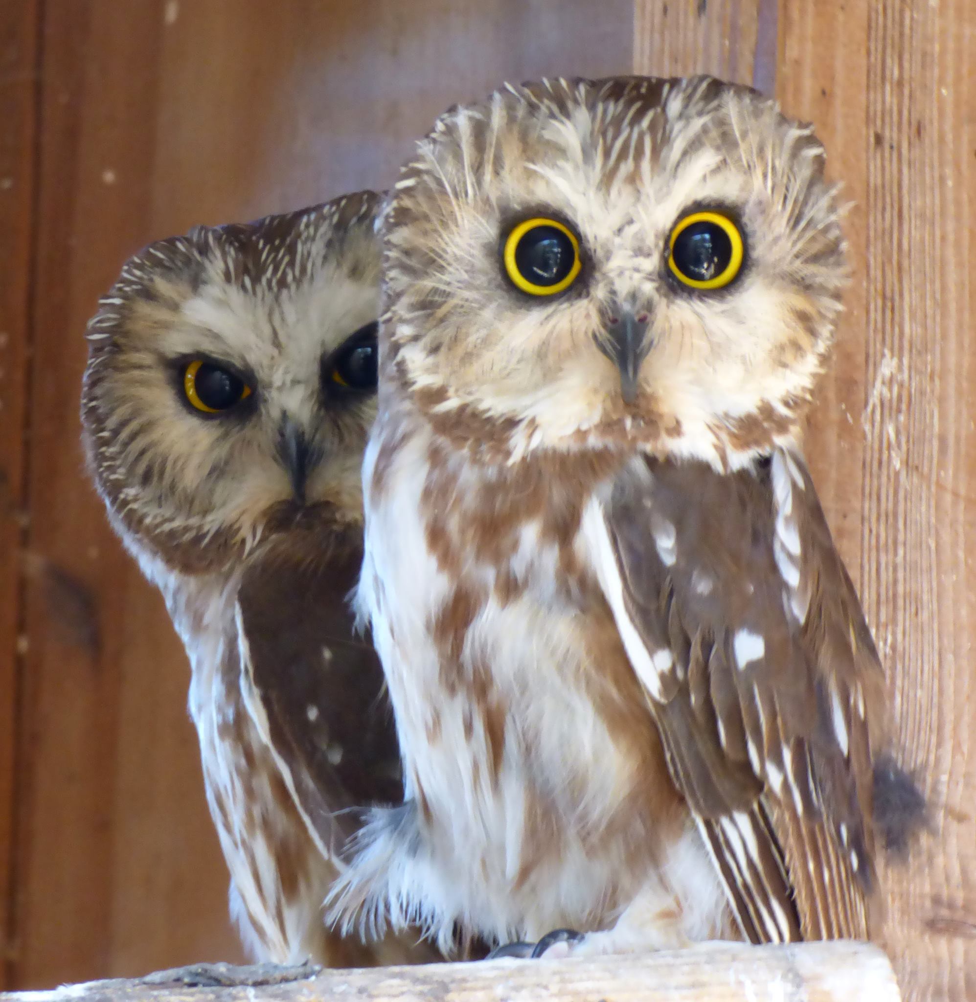 northwest raptor wildlife center nonprofit in sequim wa northwest raptor wildlife center nonprofit in sequim wa