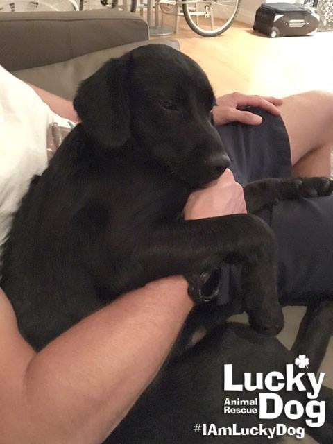 lucky animal rescue lucky animal rescue nonprofit in washington dc volunteer read reviews donate lucky animal rescue lucky animal rescue nonprofit in washington dc volunteer read reviews donate