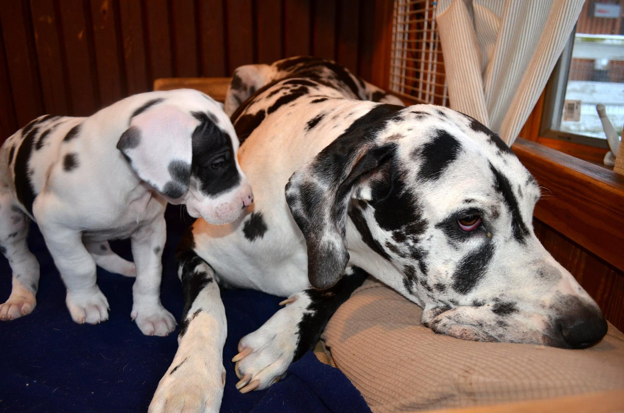 Service Dog Project Inc nonprofit in Ipswich, MA Volunteer, Read Reviews, Donate GreatNonprofits