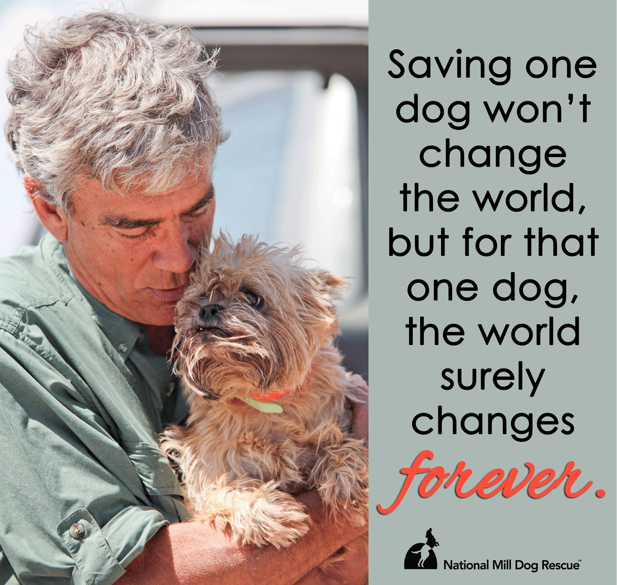 National Mill Dog Rescue nonprofit in Colorado Spgs, CO Volunteer