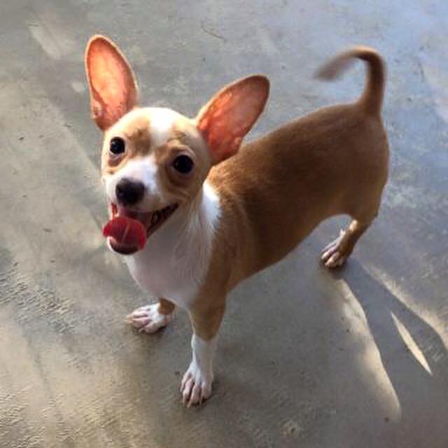 HALO Animal Rescue nonprofit in Phoenix, AZ Volunteer, Read Reviews, Donate GreatNonprofits