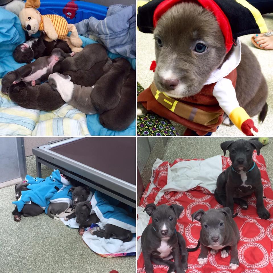 Washington Animal Rescue League nonprofit in Washington, DC | Volunteer