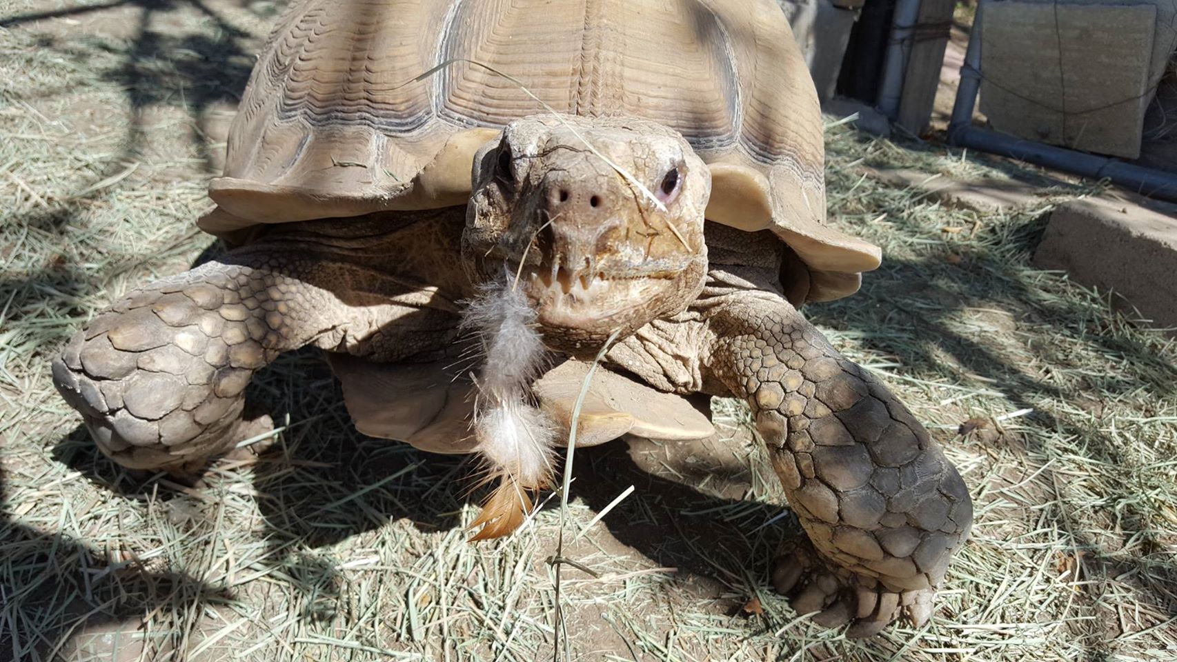 American Tortoise Rescue nonprofit in Malibu, CA Volunteer, Read