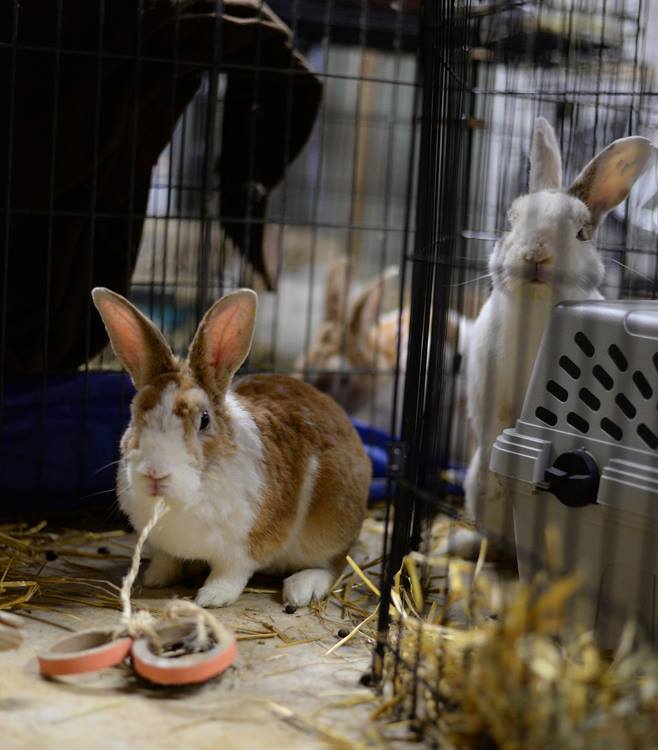 Rabbit Wranglers nonprofit in Pittsburgh, PA Volunteer, Read Reviews