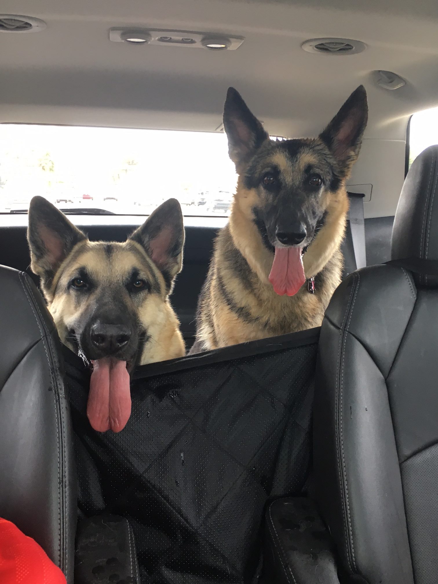 german shepherd rescue florida k9 services german shepherd rescue inc nonprofit in green cove springs fl volunteer german shepherd rescue florida k9 services german shepherd rescue inc nonprofit in green cove springs fl volunteer