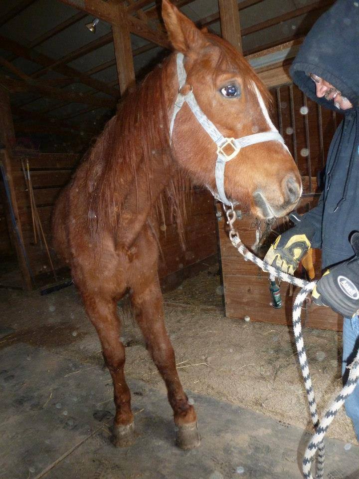 Illinois Horse Rescue of Will County nonprofit in Beecher, IL