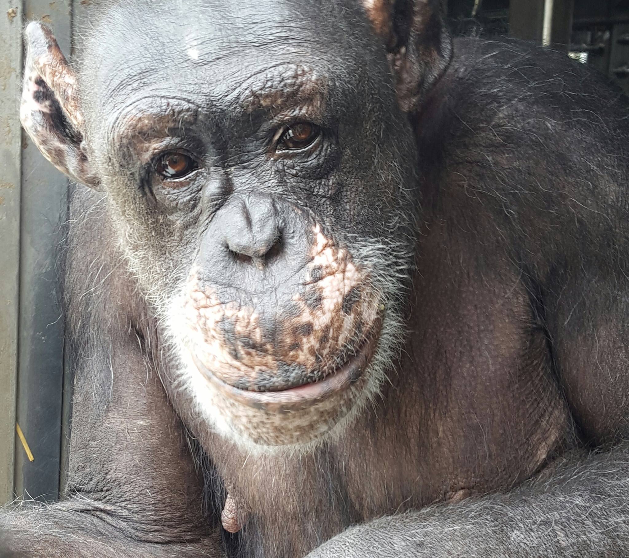 Primate Rescue Center nonprofit in Nicholasville, KY Volunteer, Read