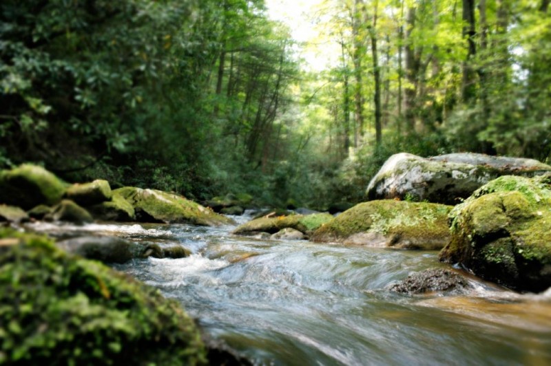 Green River Preserve nonprofit in Cedar Mountain, NC Volunteer, Read
