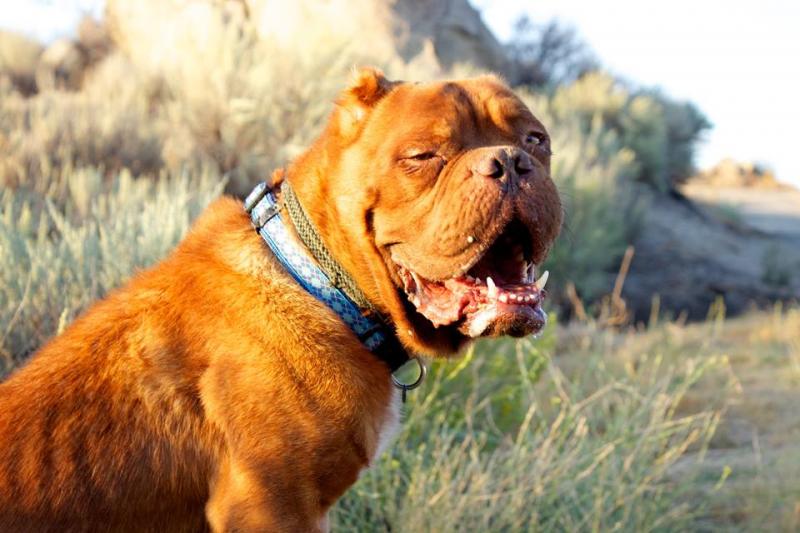 Marley's Mutts Dog Rescue nonprofit in Tehachapi, CA Volunteer, Read