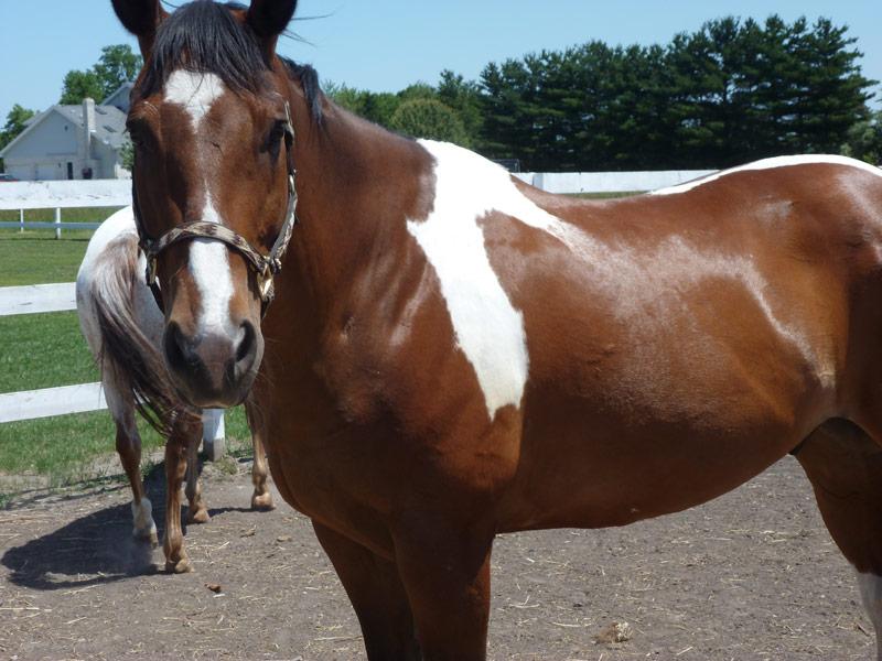 Illinois Horse Rescue of Will County nonprofit in Beecher, IL