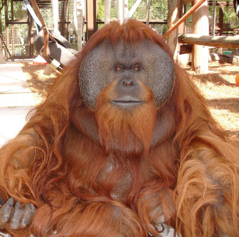 Center For Great Apes Nonprofit In Wauchula FL Volunteer Read 