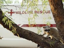 Tucson Wildlife Center nonprofit in Tucson, AZ | Volunteer, Read