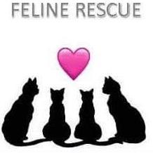 Silver Whiskers Feline Rescue Inc Logo
