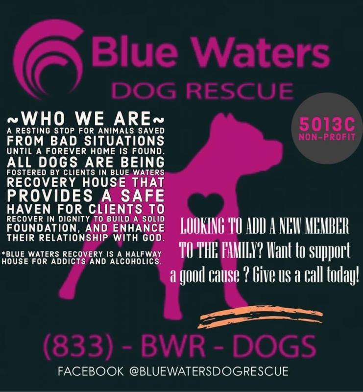 Blue Waters Dog Rescue Logo