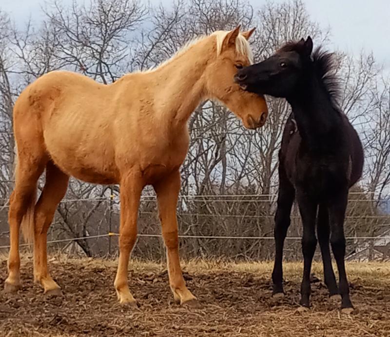 Native meadows horse rescue Logo