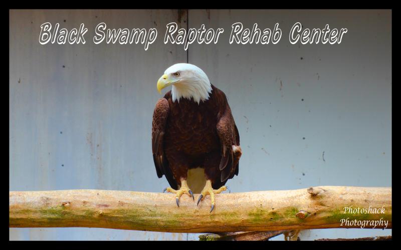 BLACK SWAMP RAPTOR REHAB Logo