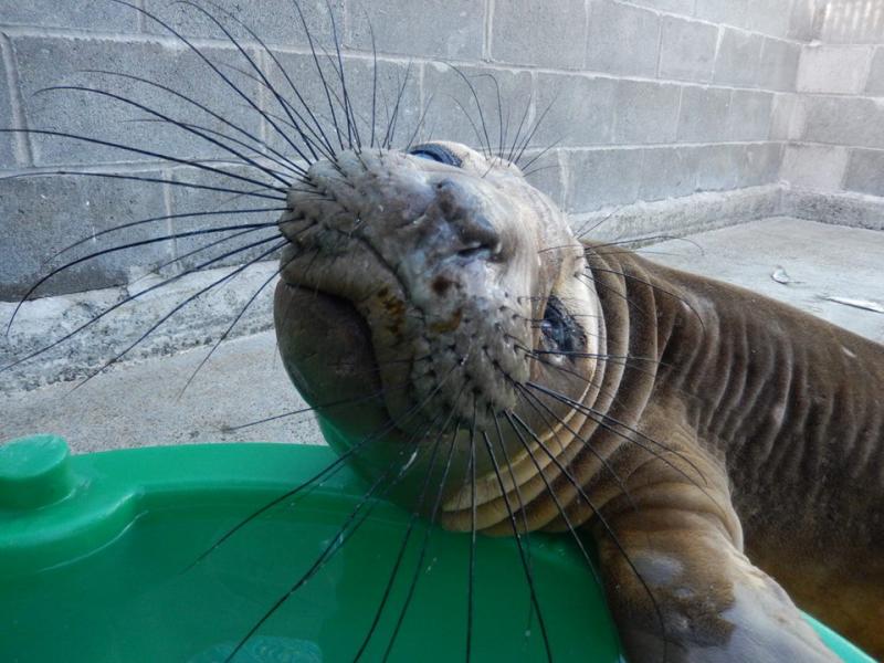 Northcoast Marine Mammal Center Logo