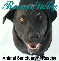 Raccoon Valley Animal Sanctuary & Rescue Logo