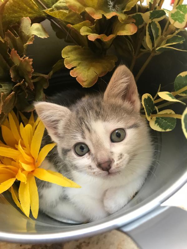 Kings Pride Kitten Rescue Logo