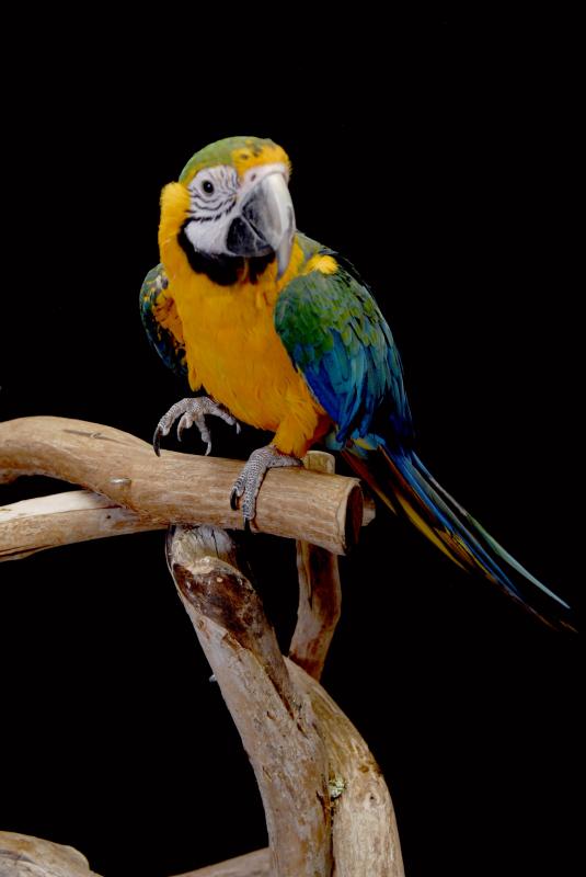 Parrot Outreach Society Logo