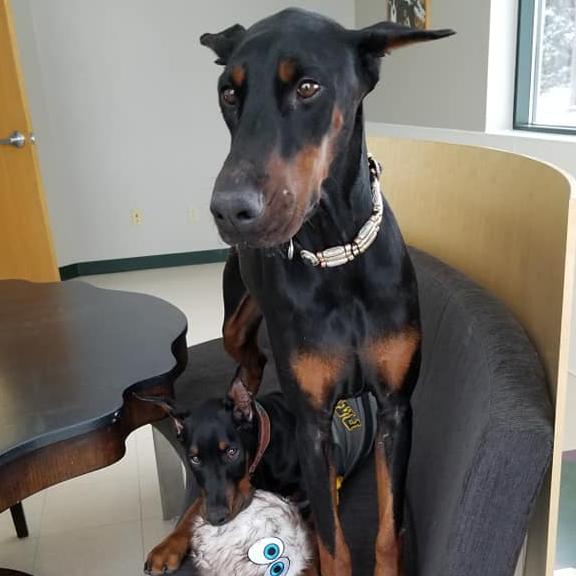 United Doberman Rescue and Canine Castaways Of Minnesota Logo