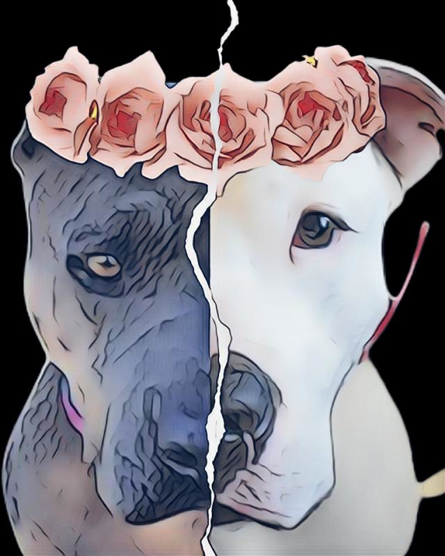 West Texas Tails Rescue Logo