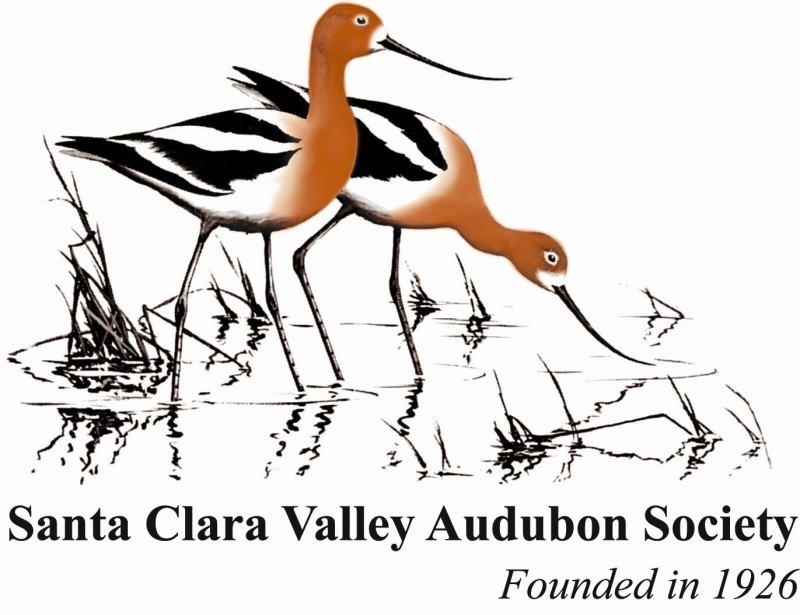 SANTA CLARA VALLEY AUDUBON SOCIETY Logo
